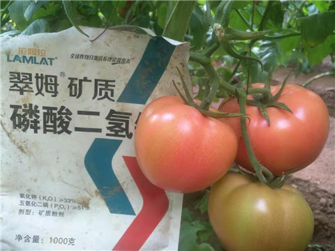 水溶肥，根碧多