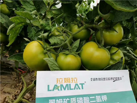 磷酸二氫鉀，鈣肥，水溶肥