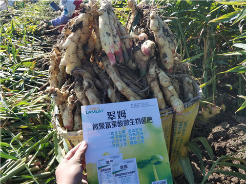 微生物菌劑，拉姆拉