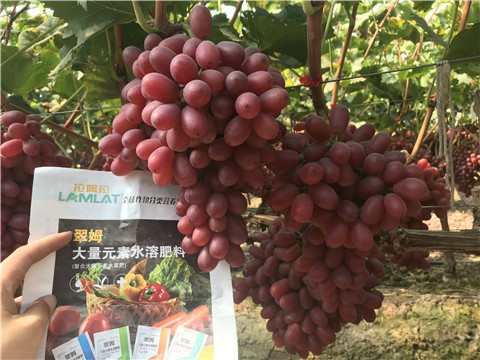 水溶肥，拉姆拉