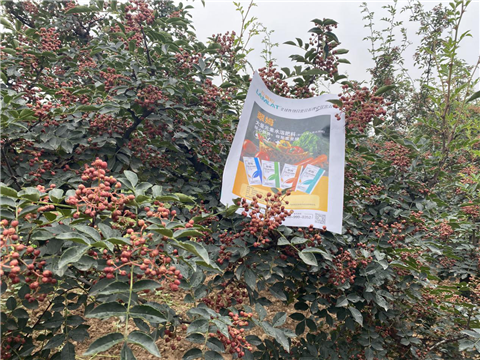 花椒種植，大量元素水溶肥，翠姆