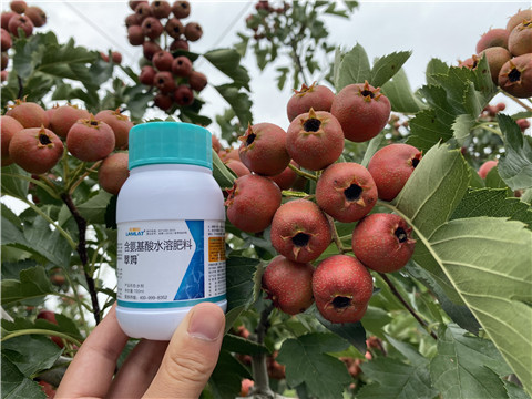 葉面肥，拉姆拉，翠姆