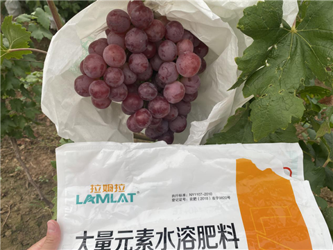 大量元素水溶肥，拉姆拉，翠姆