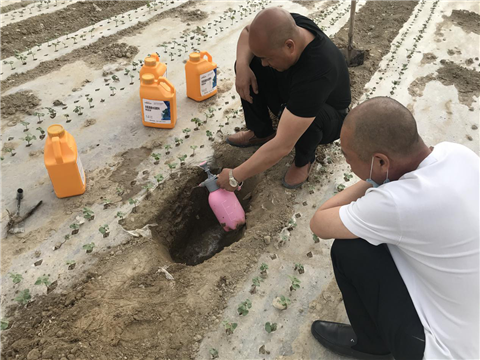 棉花，水溶肥，拉姆拉，翠姆