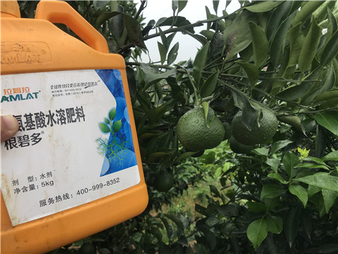 水溶肥，拉姆拉，翠姆