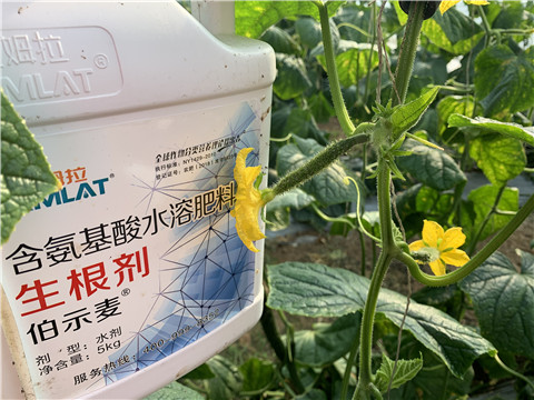 水溶肥，拉姆拉，伯示麥