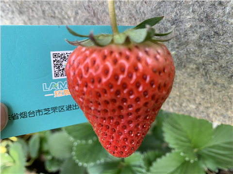 水溶肥，拉姆拉，翠姆