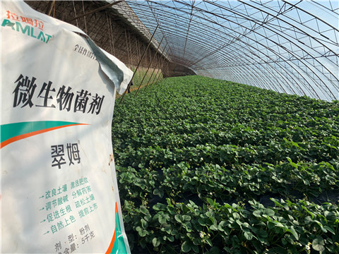 微生物菌劑，拉姆拉，翠姆