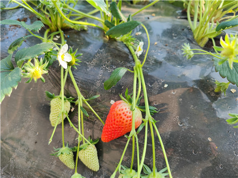 微生物菌劑，拉姆拉，翠姆