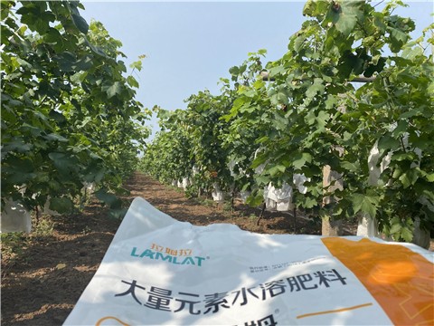 大量元素水溶肥，拉姆拉，翠姆