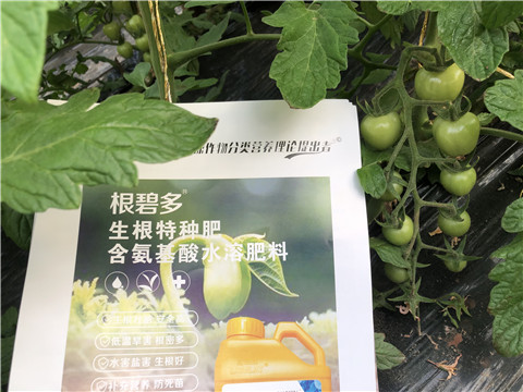 水溶肥，拉姆拉，翠姆