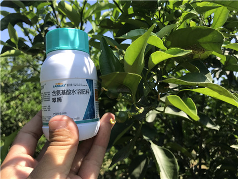 葉面肥，拉姆拉，翠姆