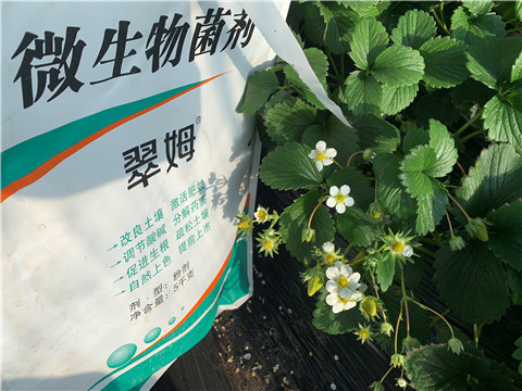 微生物菌劑，拉姆拉，翠姆