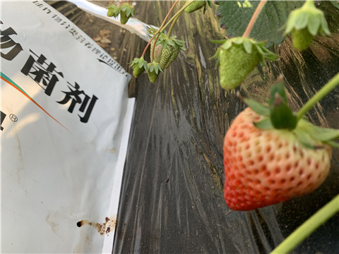 微生物菌劑，拉姆拉，翠姆