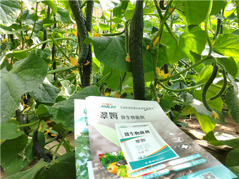 水溶肥，拉姆拉，翠姆