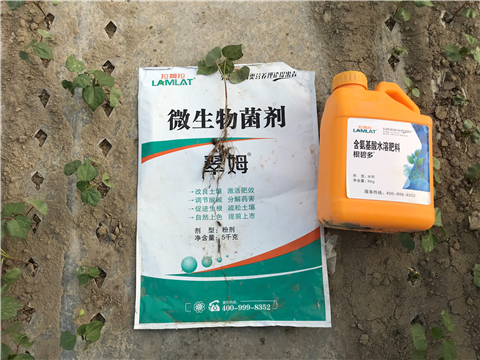 葉面肥，拉姆拉，翠姆