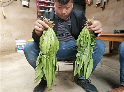 水溶肥，拉姆拉，翠姆