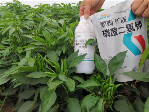 水溶肥，拉姆拉，翠姆