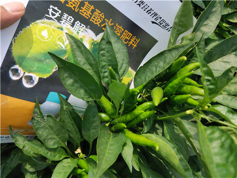 水溶肥，拉姆拉，翠姆