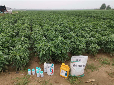 水溶肥，拉姆拉，翠姆