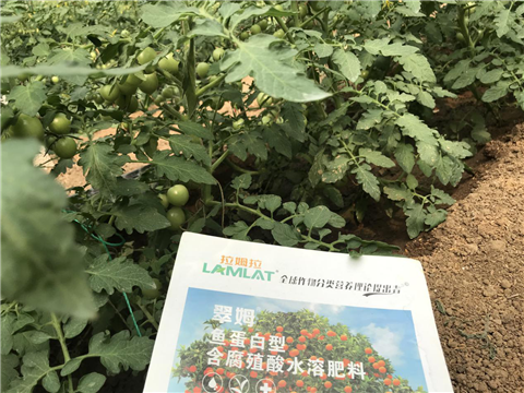 水溶肥，拉姆拉，翠姆