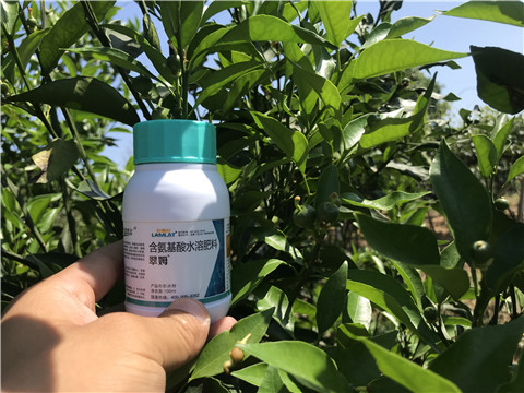 葉面肥，拉姆拉，翠姆