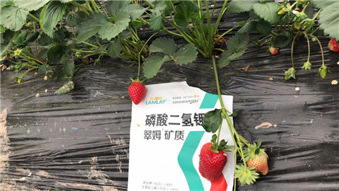 磷酸二氫鉀，拉姆拉，翠姆