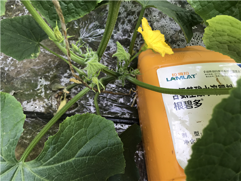 水溶肥，拉姆拉，翠姆