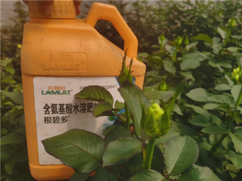 生根劑，拉姆拉，翠姆