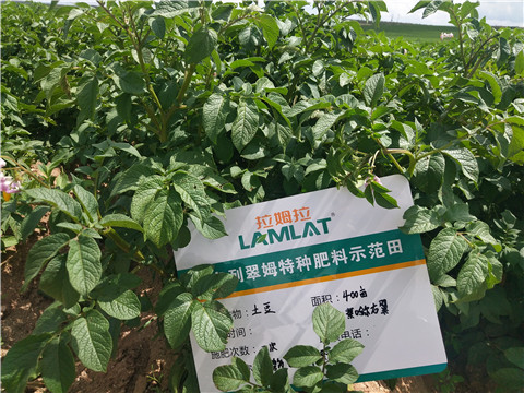 安碧解，拉姆拉，翠姆