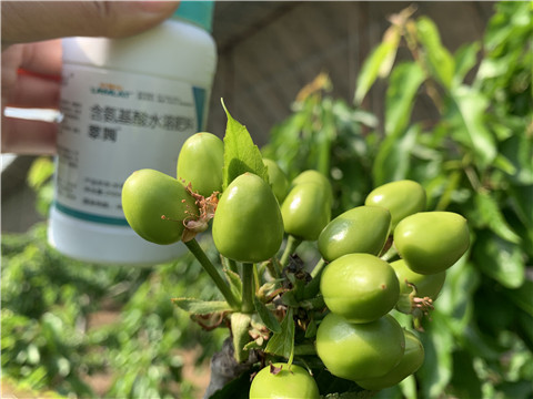 氨基酸水溶肥，拉姆拉，翠姆