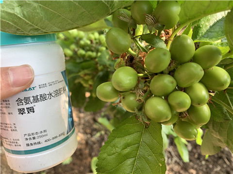 氨基酸水溶肥，拉姆拉，翠姆