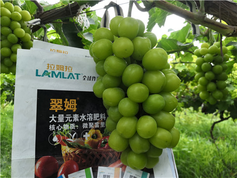 水溶肥，拉姆拉，翠姆