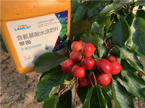 水溶肥，拉姆拉，翠姆