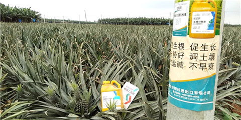 水溶肥，拉姆拉，翠姆