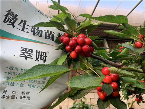 微生物菌劑，拉姆拉，翠姆