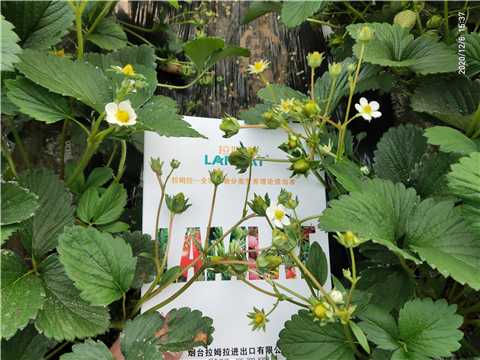 水溶肥，拉姆拉，翠姆