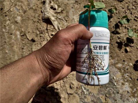 水溶肥，拉姆拉，翠姆