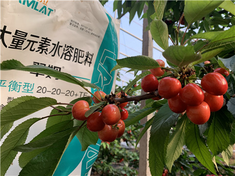 大量元素水溶肥，拉姆拉，翠姆