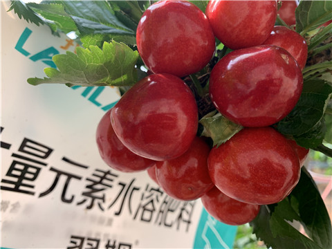 大量元素水溶肥，拉姆拉，翠姆