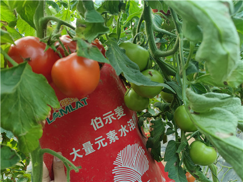水溶肥，拉姆拉，伯示麥