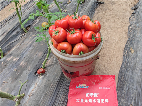 水溶肥，拉姆拉，伯示麥