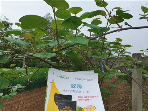 小分子有機(jī)碳，拉姆拉，翠姆