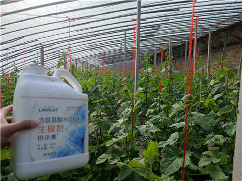 水溶肥，拉姆拉，翠姆