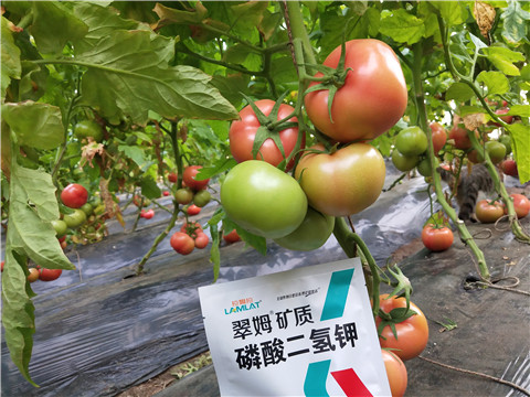 磷酸二氫鉀，拉姆拉，翠姆