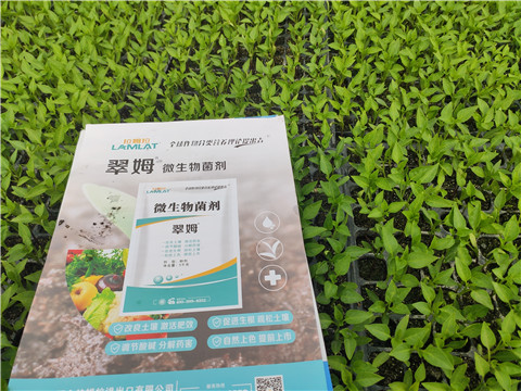 水溶肥，拉姆拉，翠姆