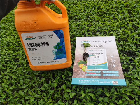 水溶肥，拉姆拉，翠姆