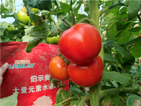 水溶肥，拉姆拉，伯示麥 