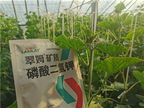 水溶肥，拉姆拉，翠姆