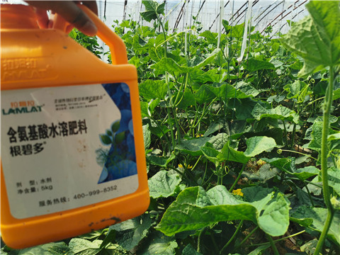 水溶肥，拉姆拉，翠姆
